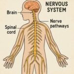 Understanding the Triggers of Nerve Pain