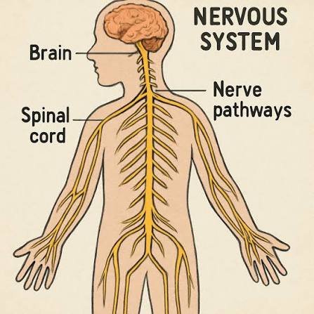Understanding the Triggers of Nerve Pain